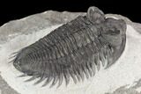 Coltraneia Trilobite Fossil - Huge Faceted Eyes #125233-4